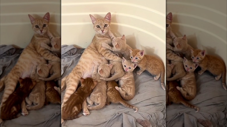Ginger mama cat with seven ginger kittens climbing on her