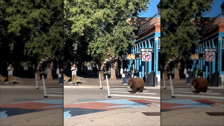 A cinnamon-colored black bear walking around Aspen.