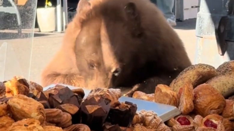 A cinnamon bear munching at a farmers market