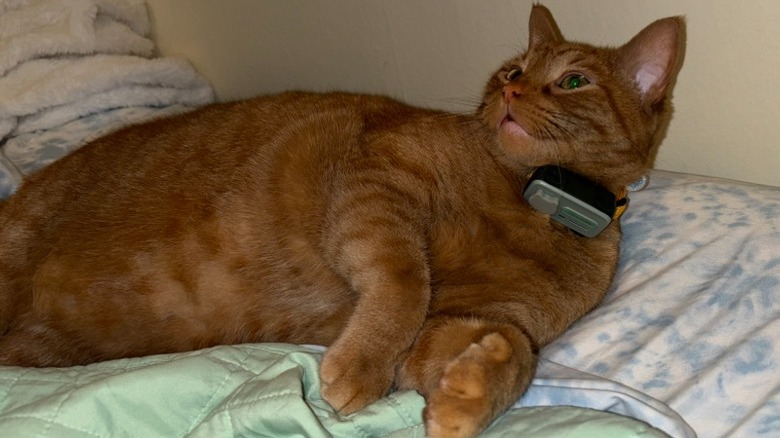 An orange cat wearing the GlocalMe PetPhone