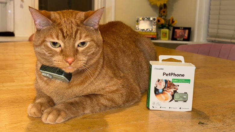 An orange cat wearing the GlocalMe PetPhone
