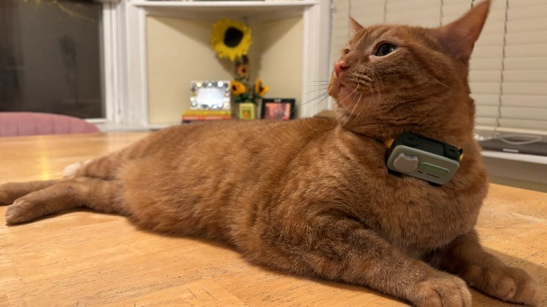 An orange cat wearing the GlocalMe PetPhone