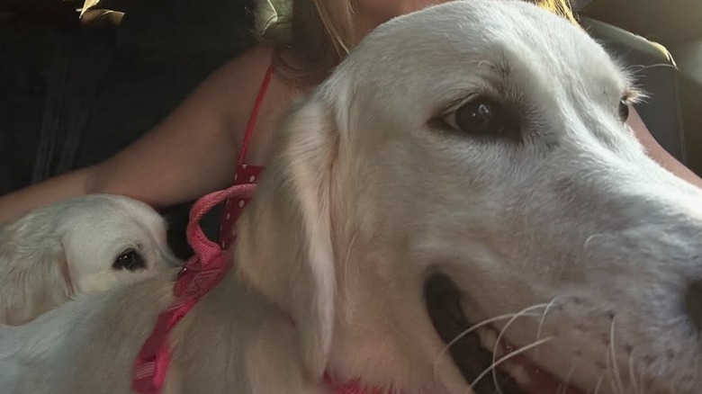 Golden retriever sitting with puppy in car