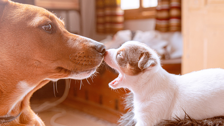 Adult dog nose to nose, meeting puppy for first time