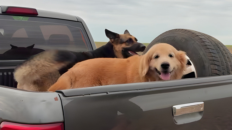 Happy-looking golden retriever and German shepherd in the back of a pickup truck