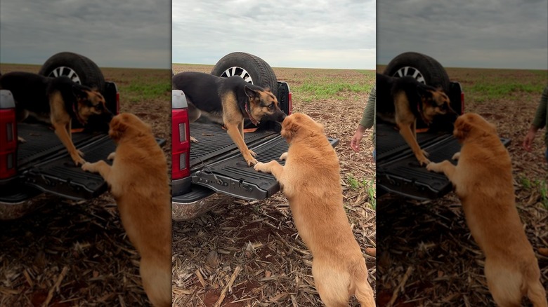 German shepherd tries to help a golden retriever into the back of a pickup truck