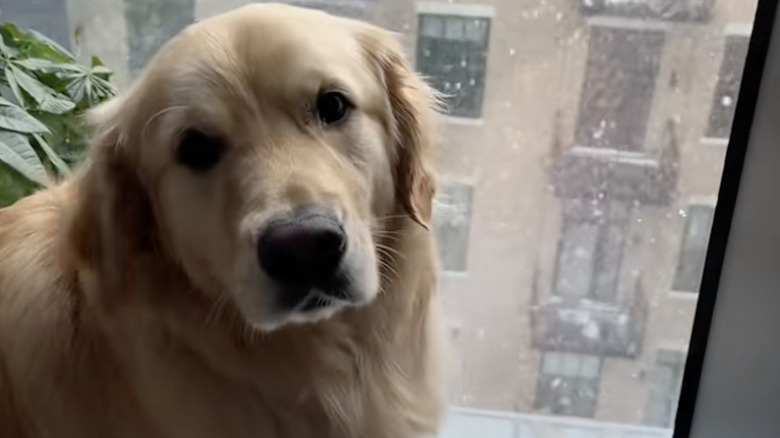 Burrow the golden retriever on TikTok begs to play in the snow.