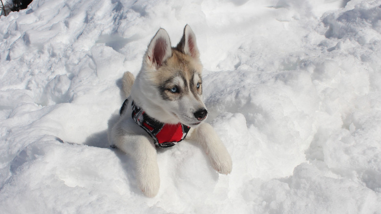 Gorgeous Siberian husky puppy playing in the snow.
