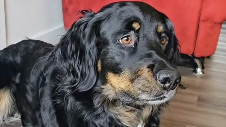 Tootsie the golden retriever-Bernese mountain dog mix has copper-colored eyes.