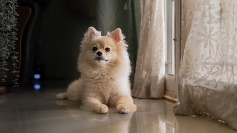 Pomeranian lying on floor in front of front door