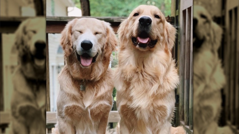 Two golden retrievers smiling at the camera