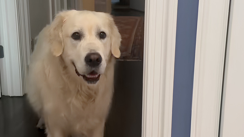 Happy golden retriever stares at the camera
