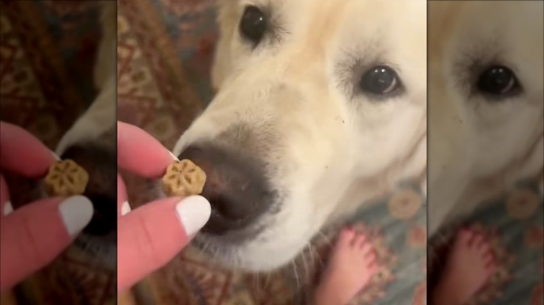 Golden retriever waits patiently for a dog treat