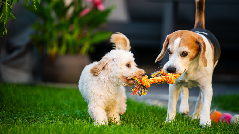 Two dogs playing with a toy in the yard.