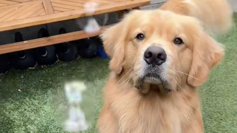 Zebby the golden retriever from TikTok catching bubbles