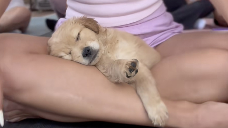 A golden retriver puppy sleeps through a yoga class on TikTok.