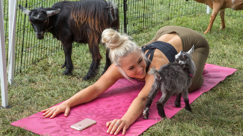 Baby goats join an outdoor yoga class.
