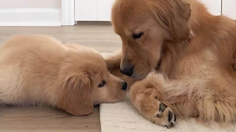 Golden retriever puppy and dog nose to nose on the floor
