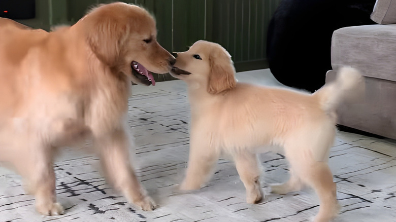 Golden retriever puppy and dog playing together