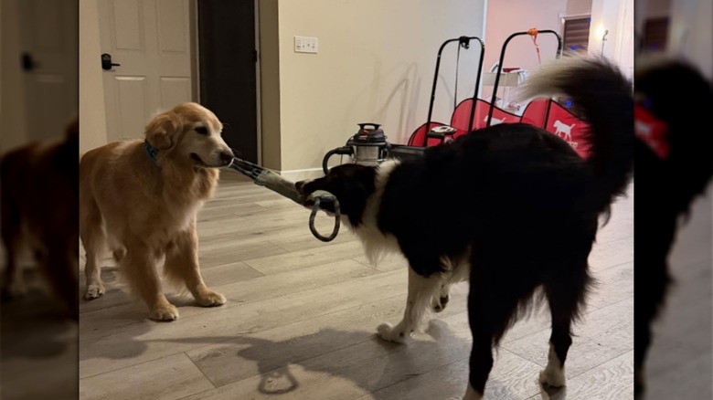 Chief playing happily with a canine friend