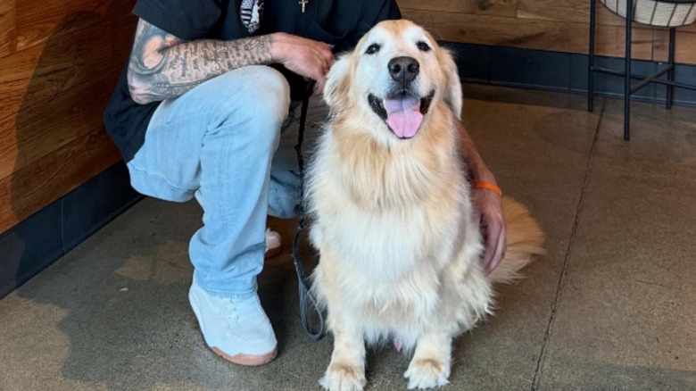 Chief the newly adopted golden retriever
