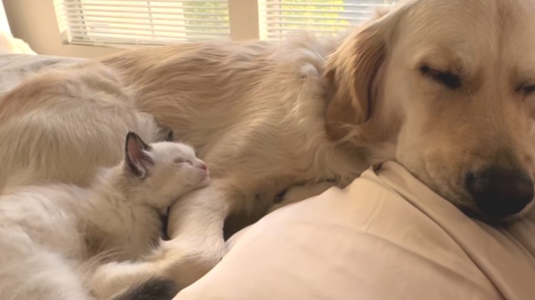 A white cat cuddling with a golden retriever.