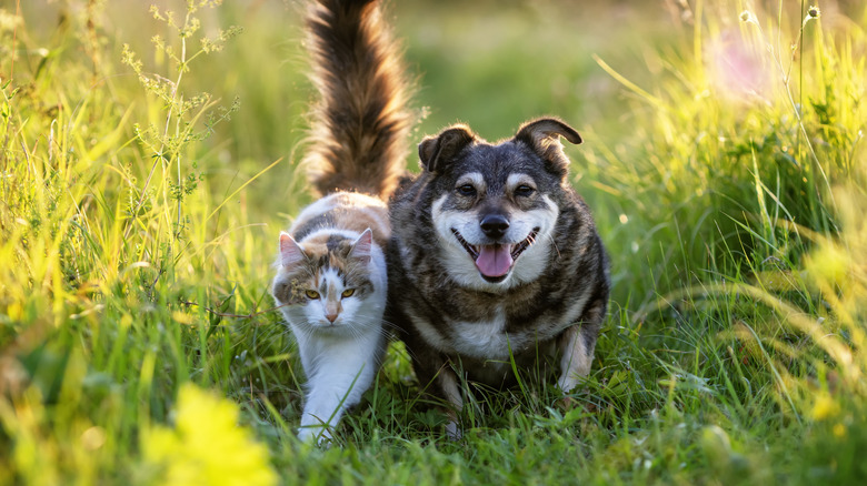 A cat walking next to a small dog in a field.