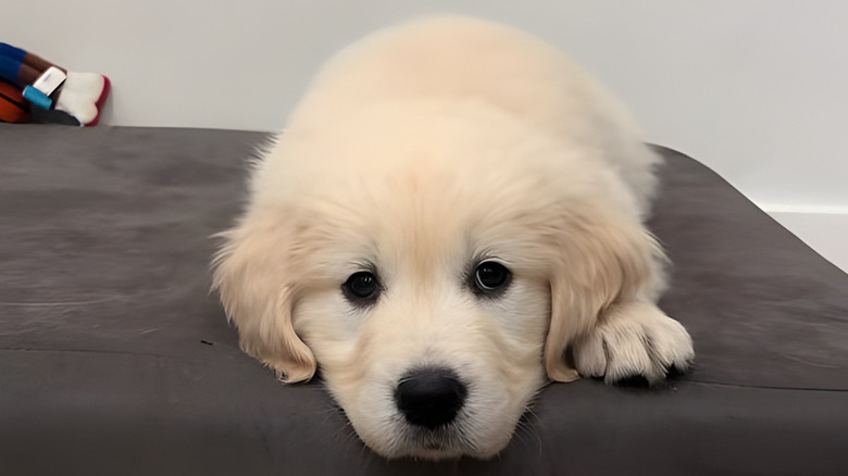Sweet golden retriever puppy lying on a sofa