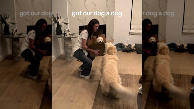 Golden retriever excitedly inspecting a golden retriever puppy in a cardboard box