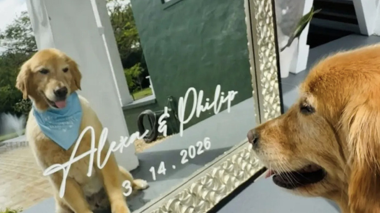 Charlee the golden retriever from TikTok at her pet parents' wedding, looking into a mirror with their names on it