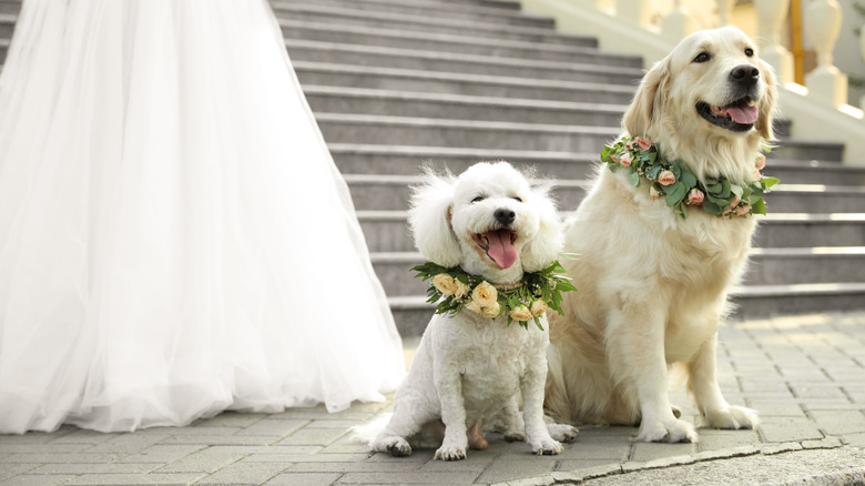 Two dogs wearing flower collars while sitting next to a bride