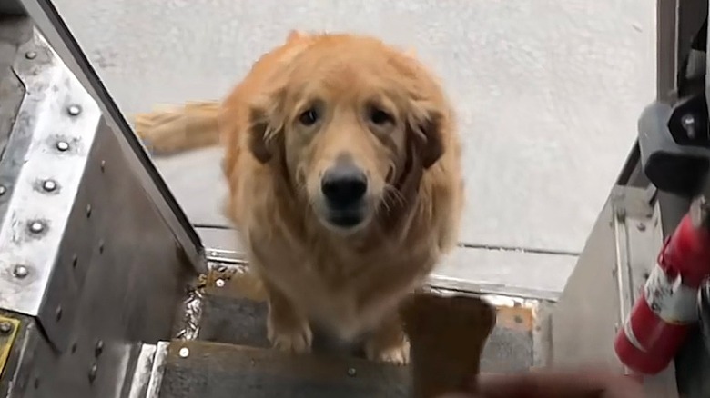 A golden retriever gets a treat from FedEx driver on TikTok.