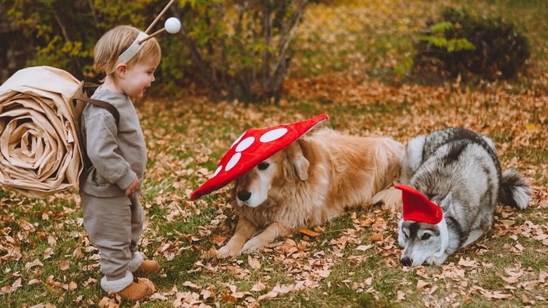 A toddler smiling while looking at their two pet dogs, a golden retriever and a husky