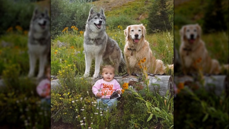 Toddler seated outdoors with husky and golden retriever