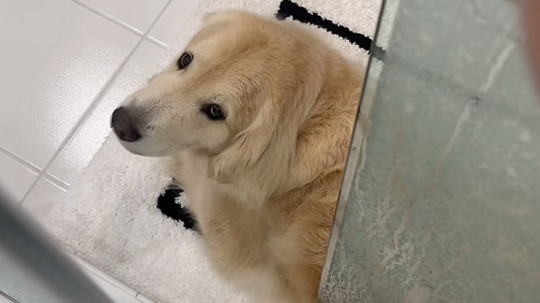 A golden retriever from TikTok is seen sitting right outside the shower door.