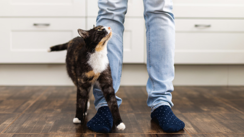 A cat cuddles up to an owner while walking.