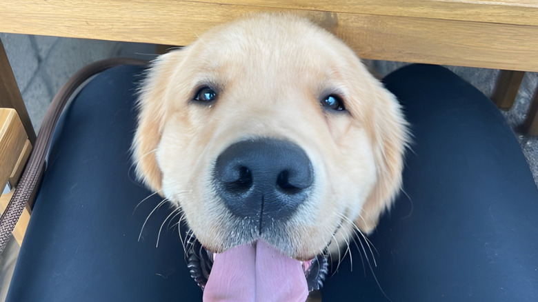 Close-up of happy-looking golden retriever