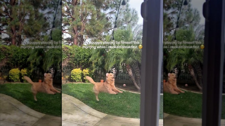 Golden retriever happily playing alone with a ball in the yard