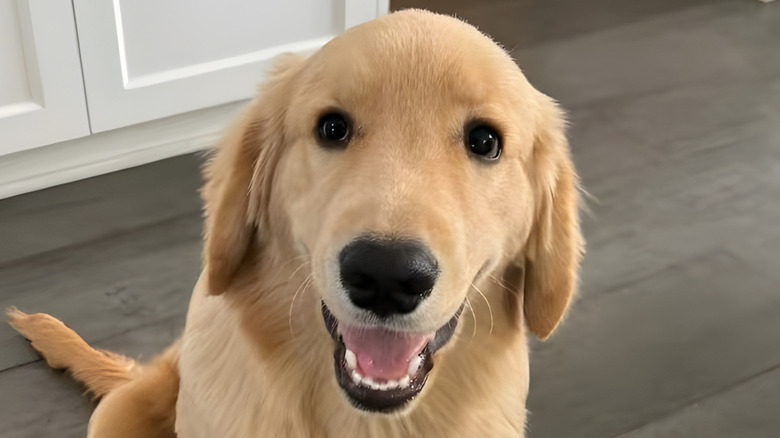 Close-up of golden retriever looking happy