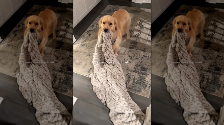 Golden retriever holding a blanket in his mouth