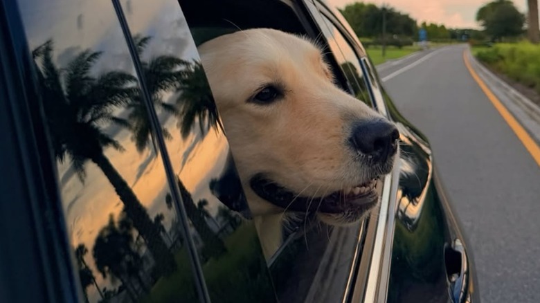 Golden Retriever Has First Experience With A Sunroof And His Reaction Is Too Good