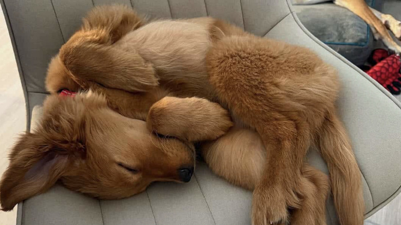 A dog named Rusty sleeps on a chair as a puppy on a We Rate Dogs Threads post.