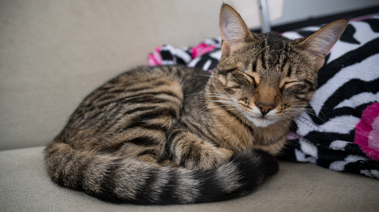 A tabby cat curled up on a couch.