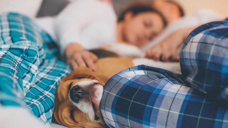 Couple in bed with their beagle