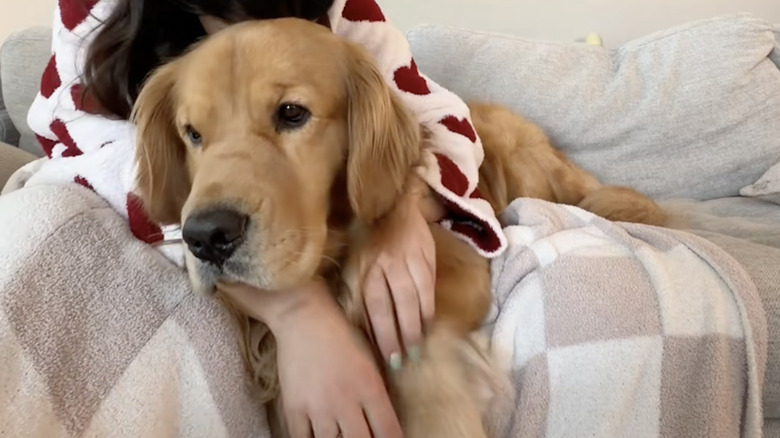 Golden retriver named Bodie on TikTok likes to sleep in bed.