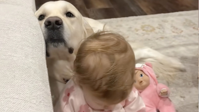 Boone the golden retriever from TikTok likes to sit close to baby sister.