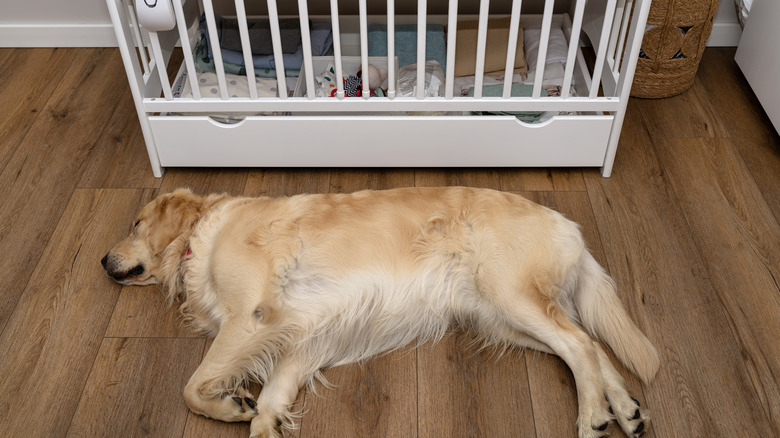 A golden retriever sleeps outside a baby's crib.