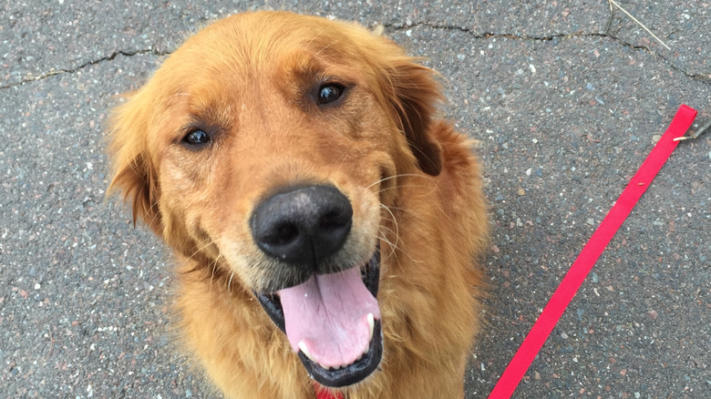 Close-up of happy-looking golden retriever