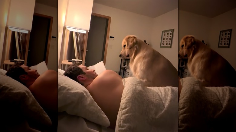 Golden retriever watches a man reading a book in bed