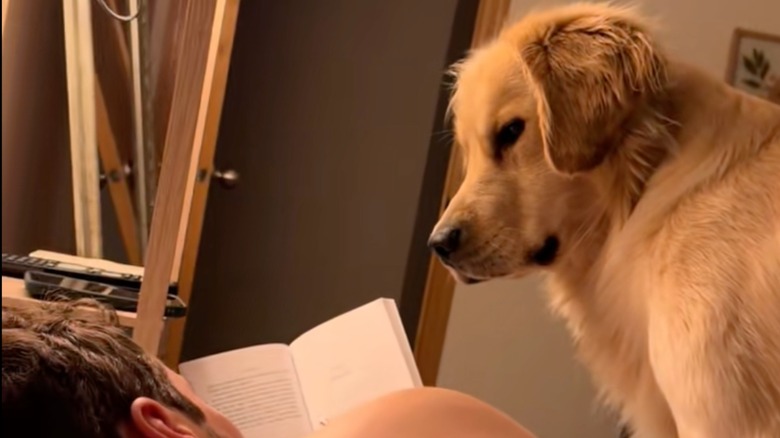A golden retriever sitting on a bed and listening to his owner read a book aloud
